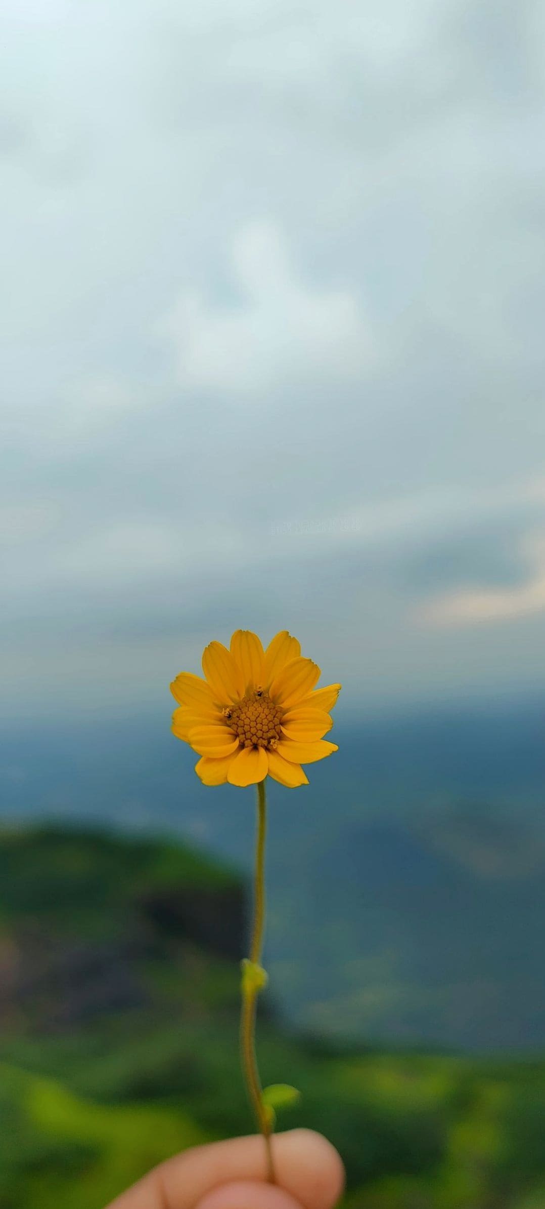 花結びフローラル 13