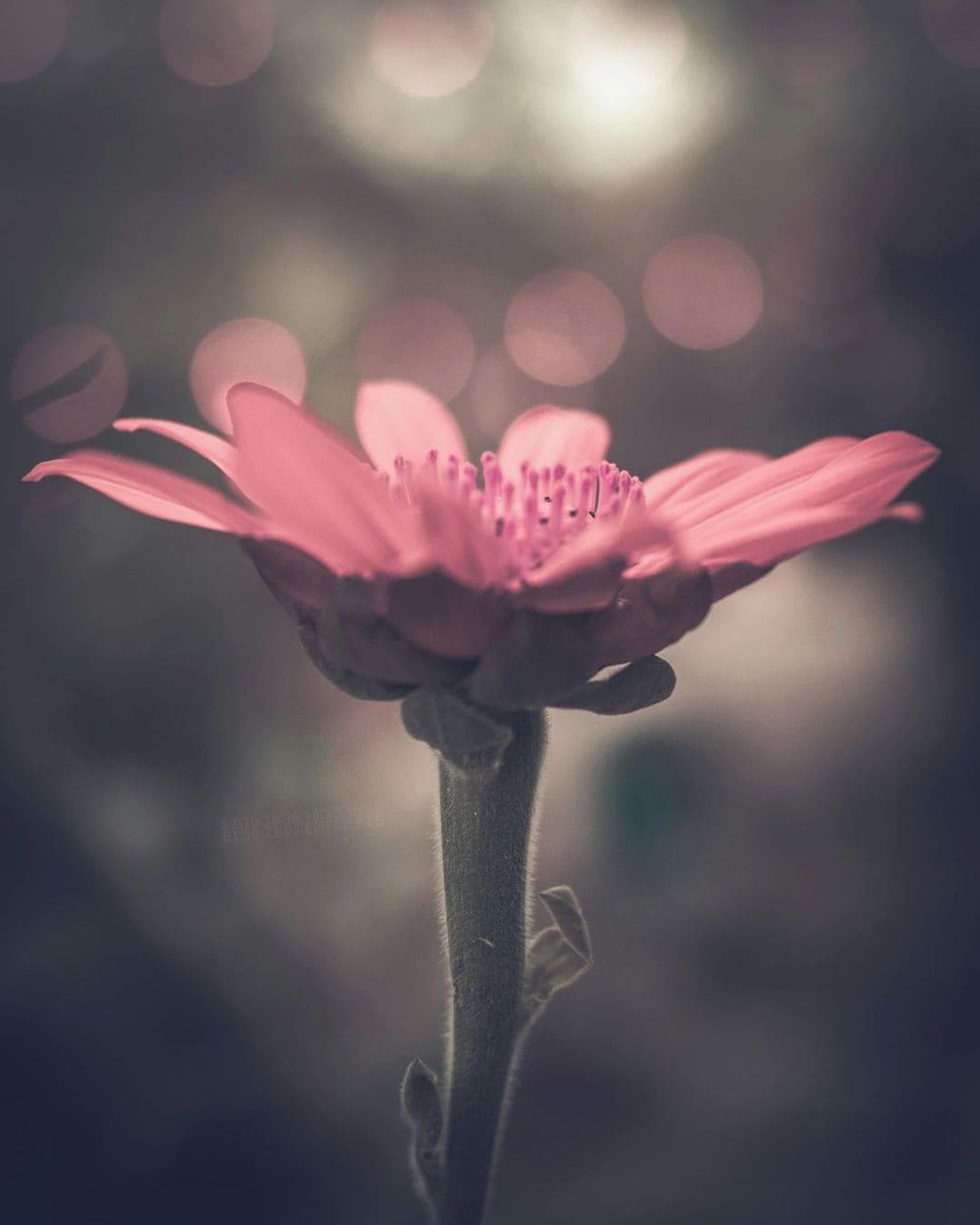 花結びフローラル 15