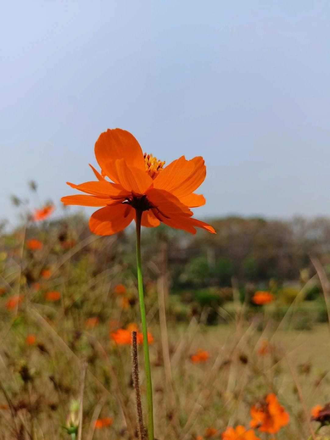 花結びフローラル 3