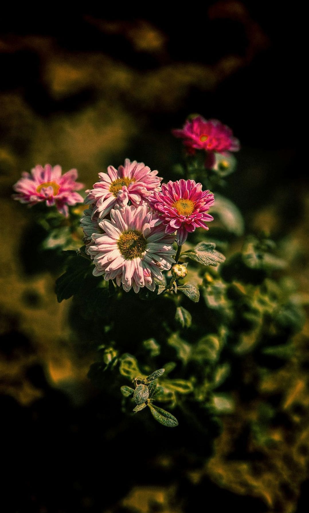花結びフローラル 4