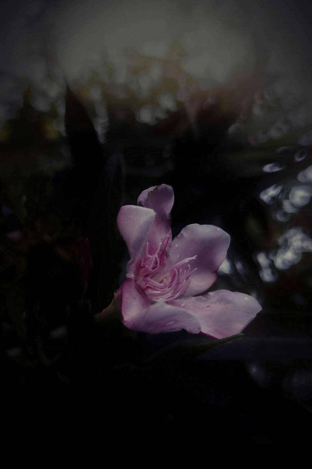 花結びフローラル 5