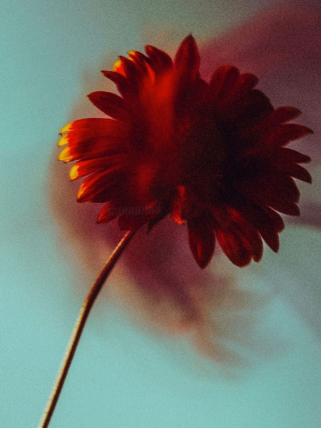 花結びフローラル 6
